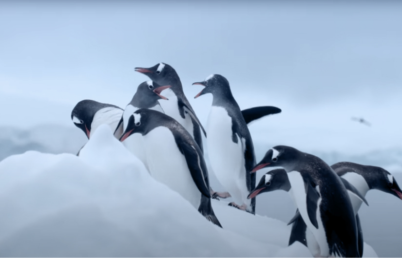 Artist In Antartica Highlight